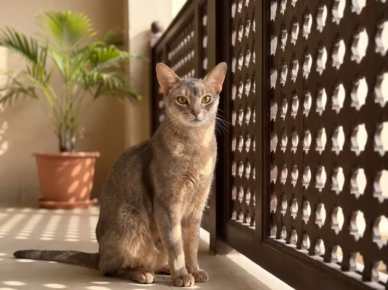 Abyssinian in Dubai, a blue adult sitting by a carved mashrabiya screen on a shaded balcony