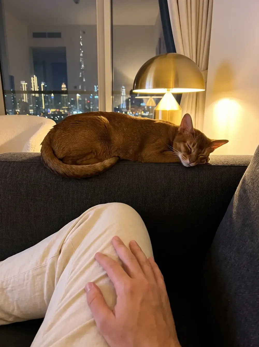 Abyssinian in Dubai, a red cat asleep on the back of a dark sofa at night, the skyline behind