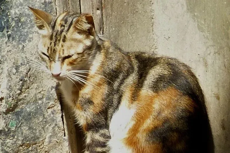 Abyssinian history, a short-haired street cat sitting in the sun by a wall, Lamu, Kenya, 2013