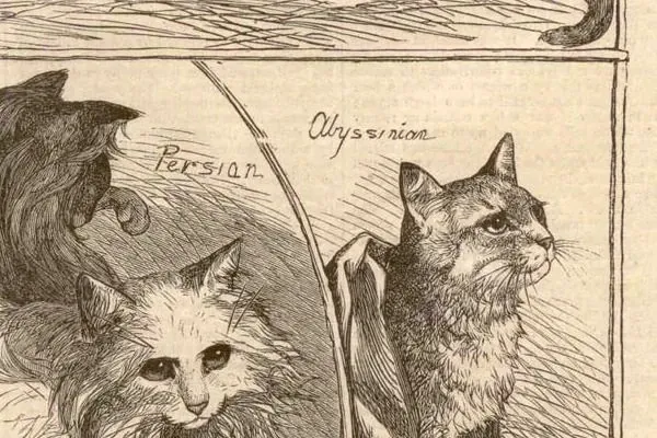 Abyssinian history, an engraving of an Abyssinian among the prize cats at Crystal Palace, London, 1871