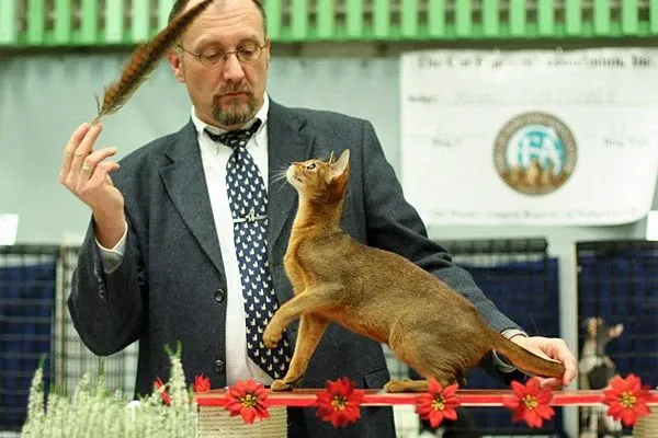 Abyssinian history, a ruddy Abyssinian reaching for a judge's feather at a cat show, Helsinki, 2008