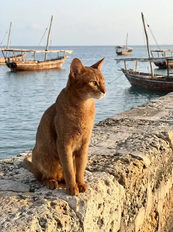 Abyssinian, a red adult sitting on an old coral-stone harbour wall, wooden dhows on the water behind