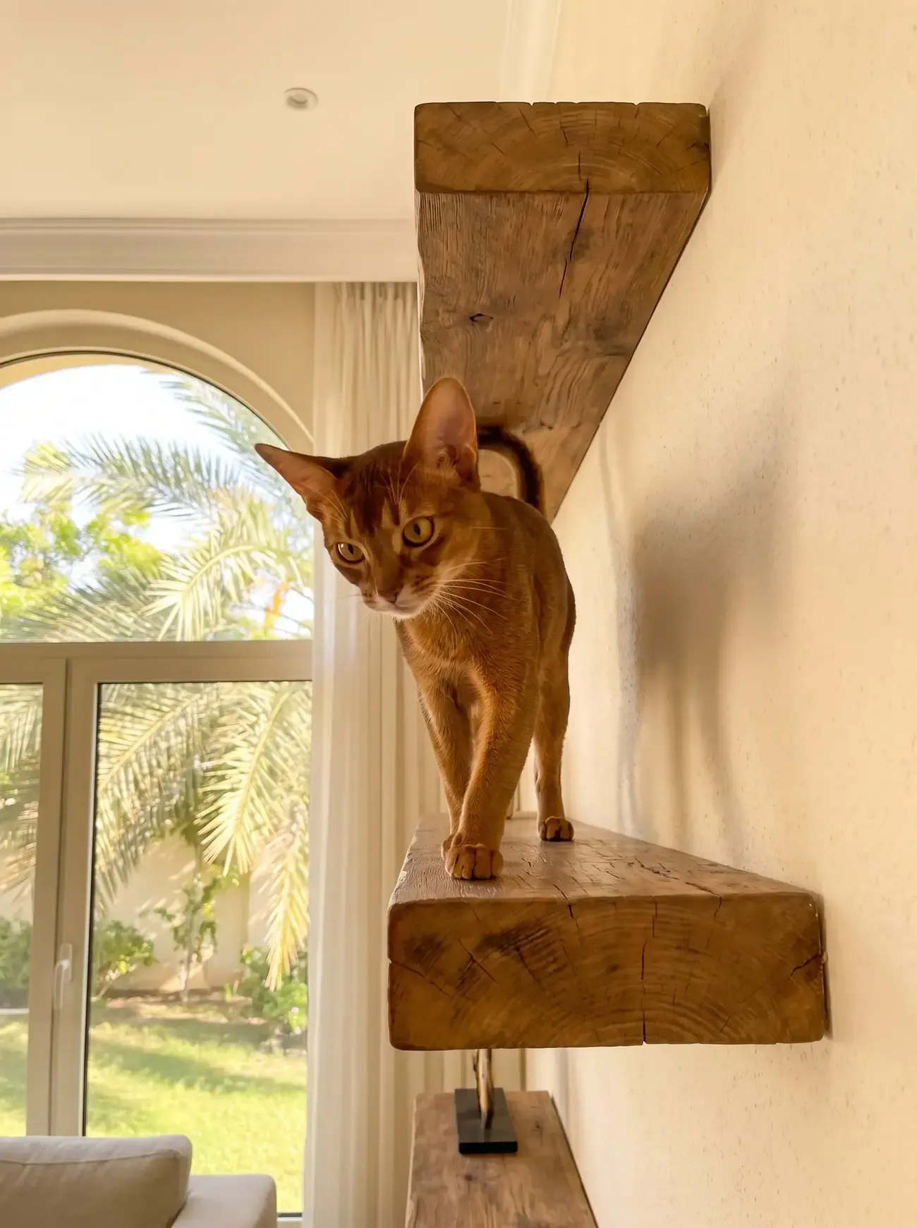 Abyssinian in Dubai, a red adult stepping along floating timber shelves, palms through an arched window