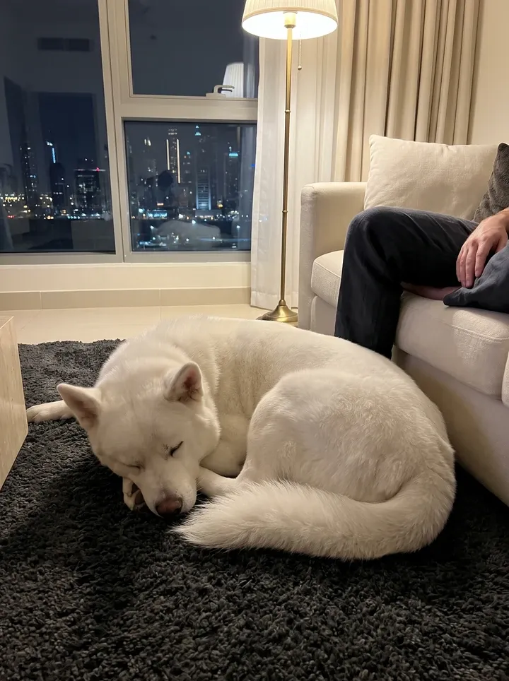 Akita in Dubai, a white adult asleep on a charcoal rug by the sofa, a brass lamp and the lit skyline behind