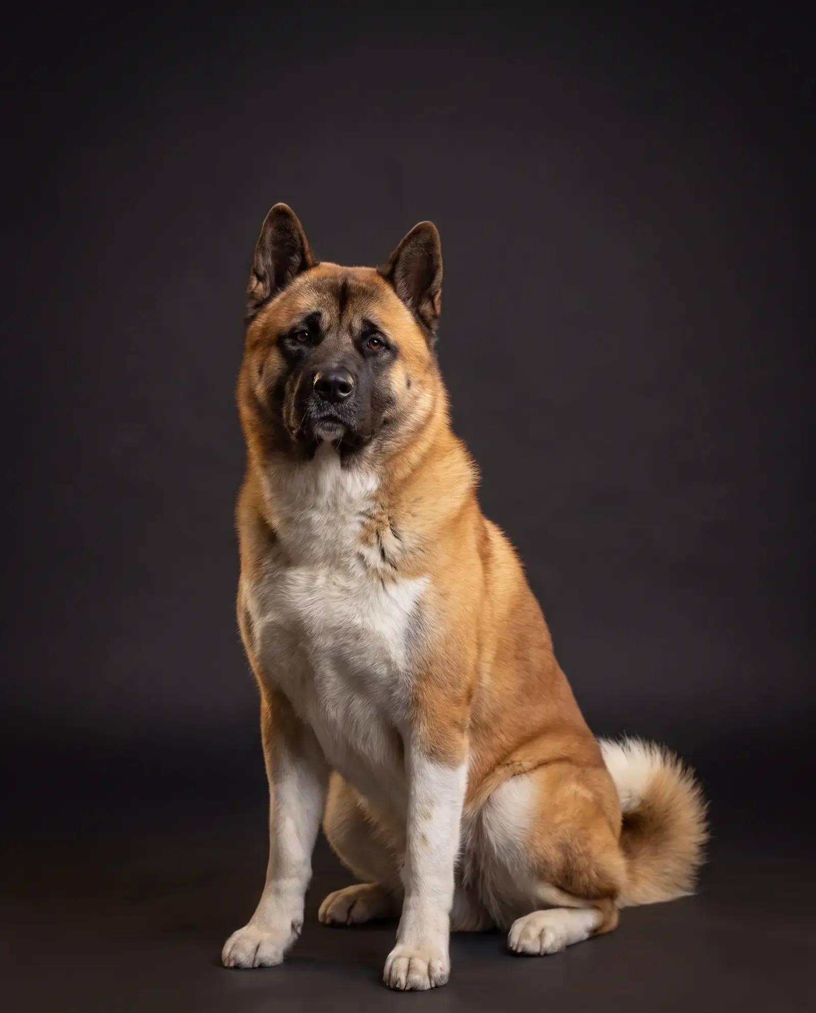 Akita in Dubai, studio portrait of a calm red fawn adult with a black mask, sitting