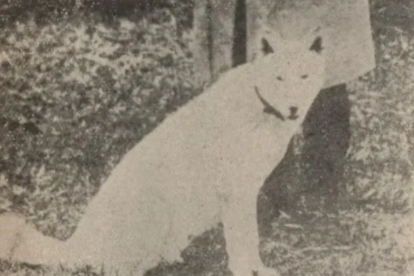Akita history, an Iwate dog, a native dog of northern Japan, sitting, a photograph, Iwate, Japan, 1918