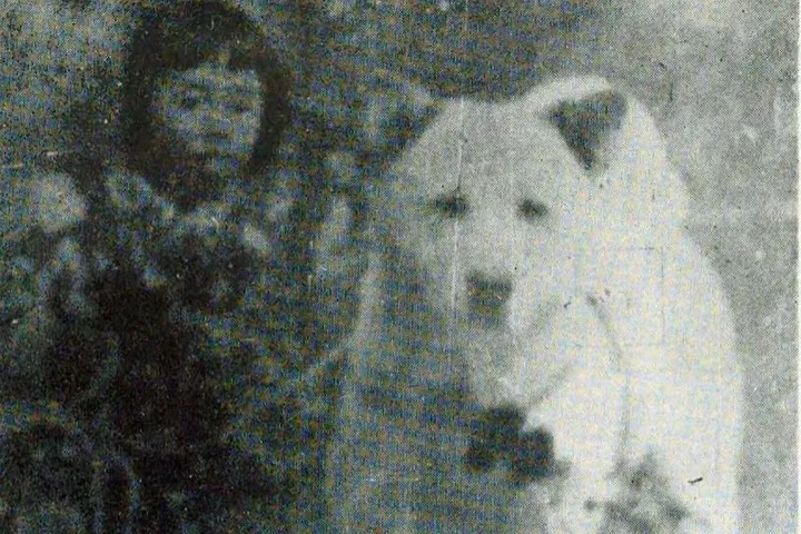 Akita history, a white dog standing beside a child, a photograph, Odate, Japan, around 1907