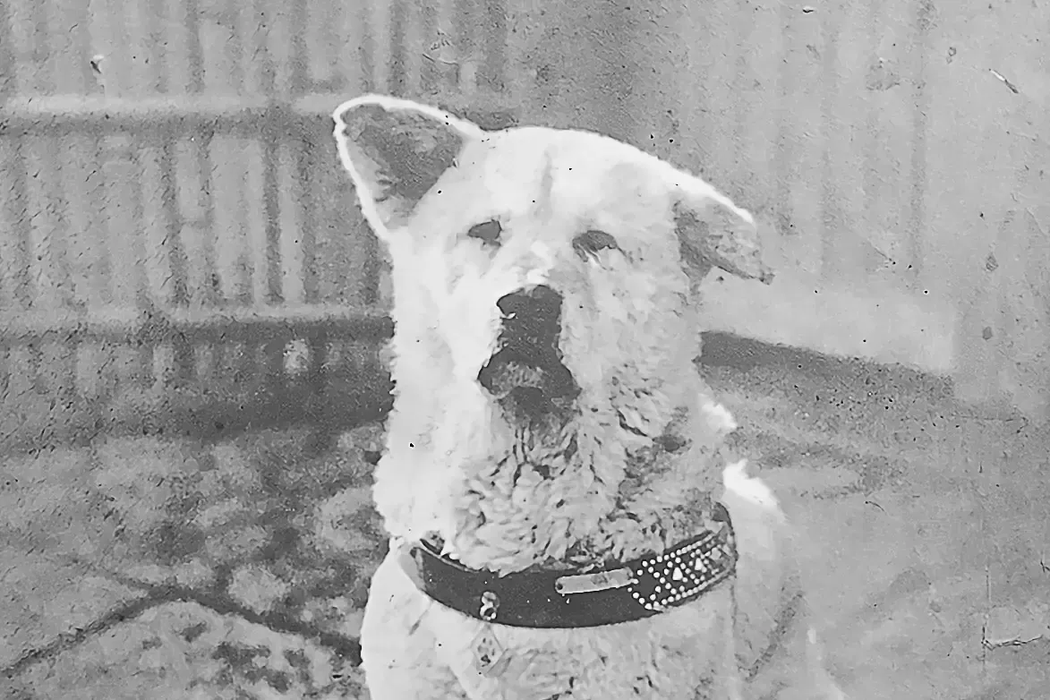 Akita history, Hachiko sitting in a yard in a collar, a photograph, Japan, around 1934