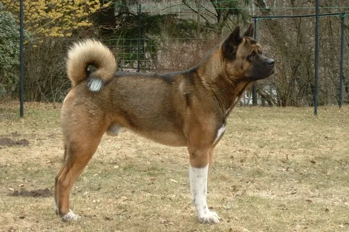 Akita history, an American type adult standing in profile on a lawn, a photograph, 2006