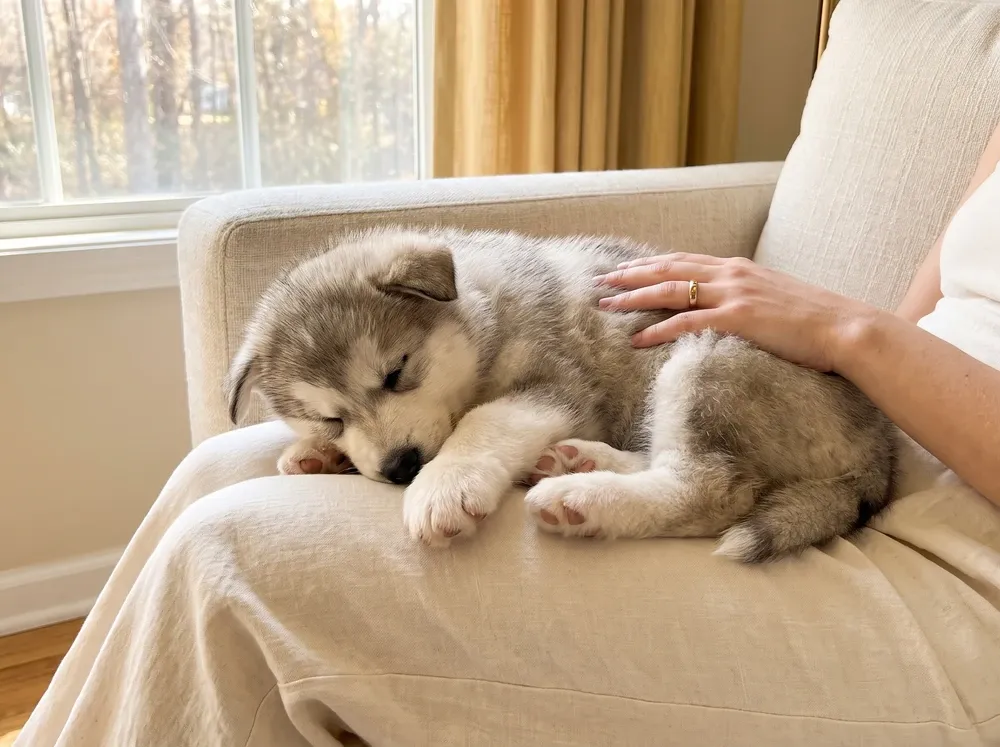 Alaskan Malamute, a silver and white puppy asleep in a pet parent's lap in a linen armchair