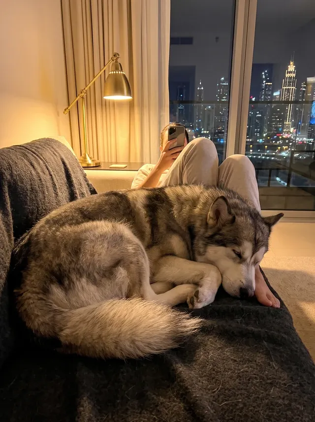 Alaskan Malamute in Dubai, a grey and white adult asleep at a pet parent's feet at night, the skyline behind