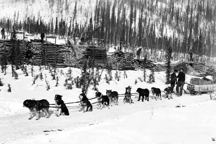 Alaskan Malamute history, a freight dog team hauling lumber at a mining camp, probably Yukon, about 1898
