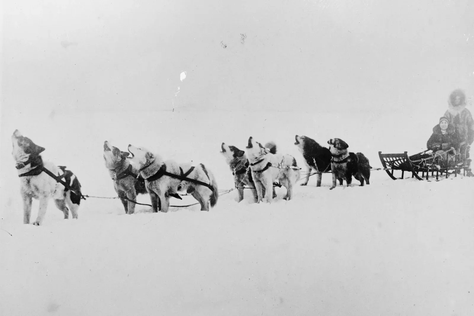 Alaskan Malamute history, a Malamute sled team howling in harness in the snow, print copied between 1918 and 1920