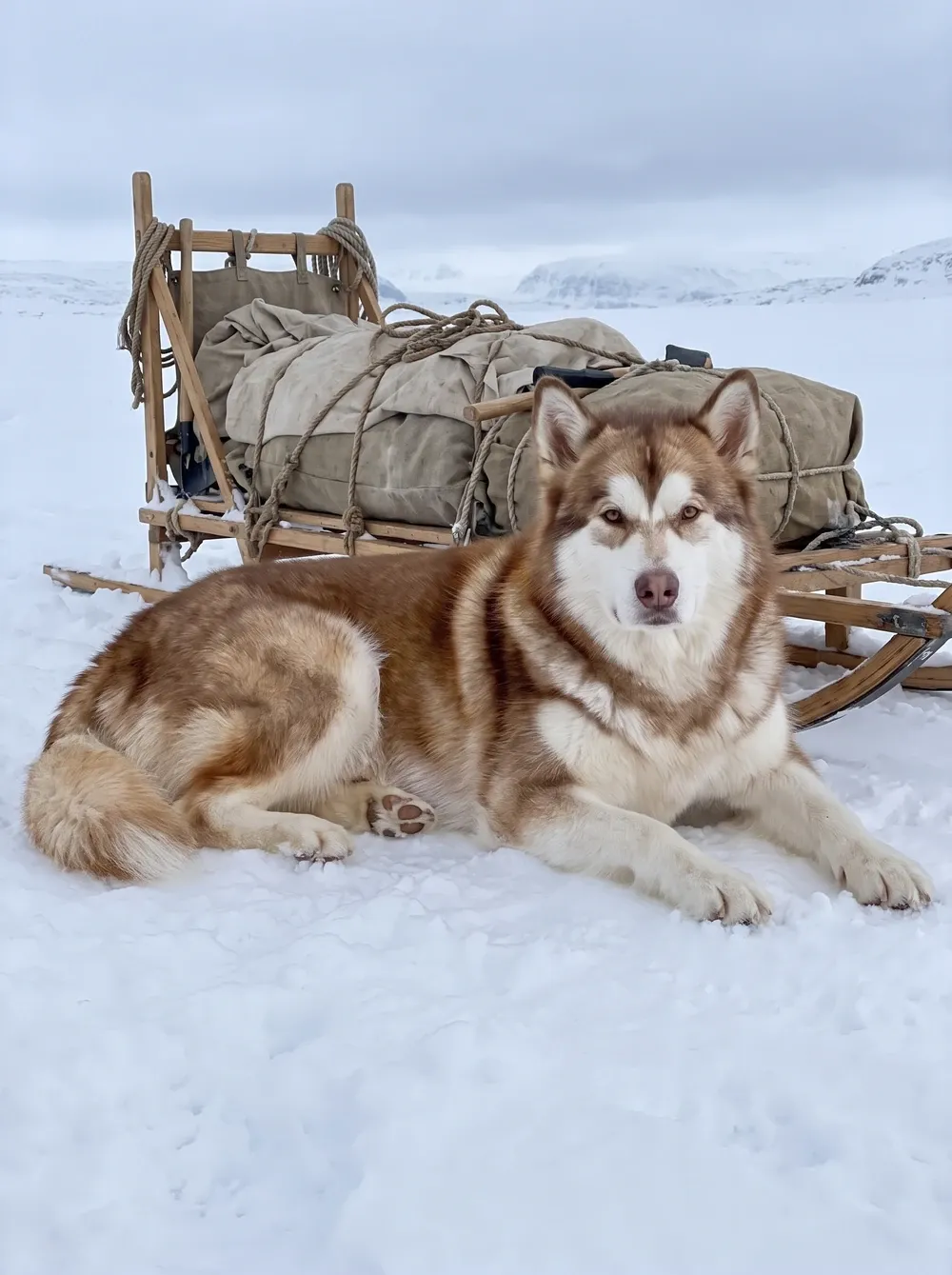 Alaskan Malamute, a red and white adult lying in deep snow beside a loaded wooden sled