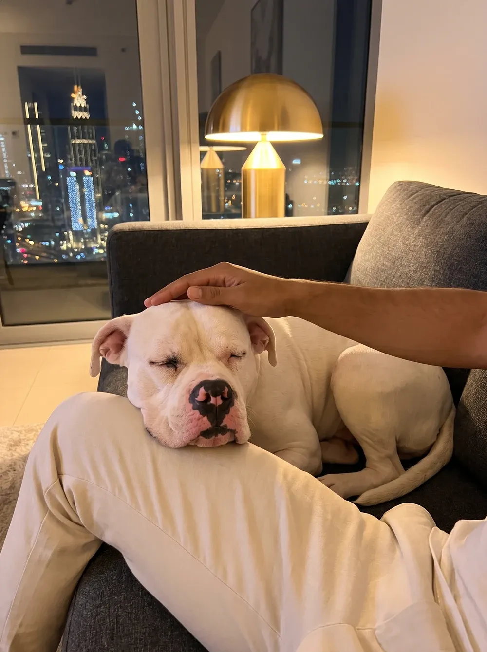 American Bulldog in Dubai, a white adult asleep with their head on a knee, the lit skyline behind
