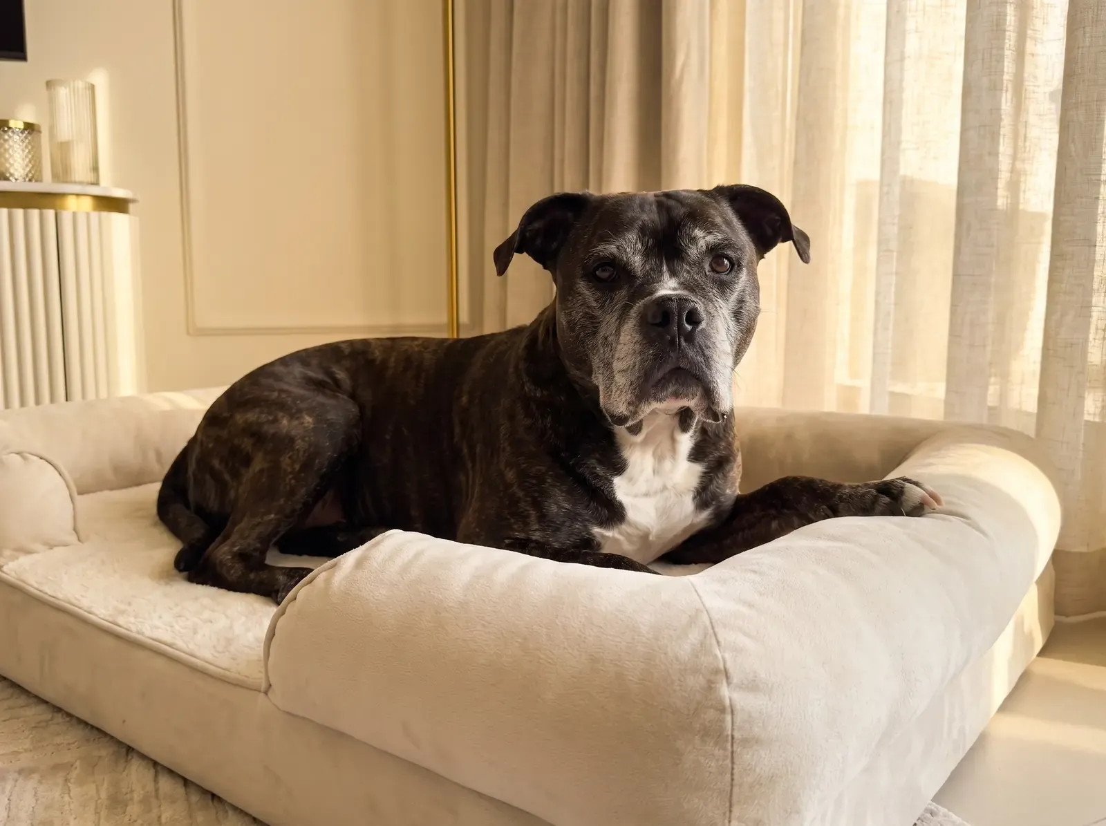 American Bulldog, an older dark brindle dog with a greying muzzle resting on an orthopaedic bed
