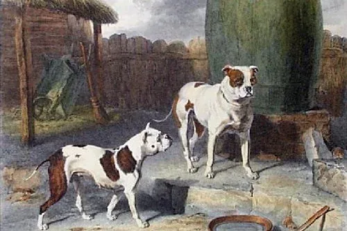 American Bulldog history, Crib and Rosa, two patched white bulldogs of the old type in a yard, painting, about 1817