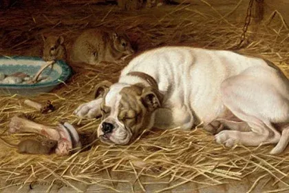 American Bulldog history, a white bulldog asleep in stable straw, painting by Horatio Henry Couldery, before 1893