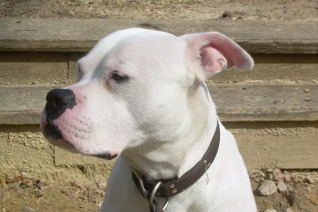 American Bulldog history, head of a white Scott type dog in a leather collar, photograph, 2012