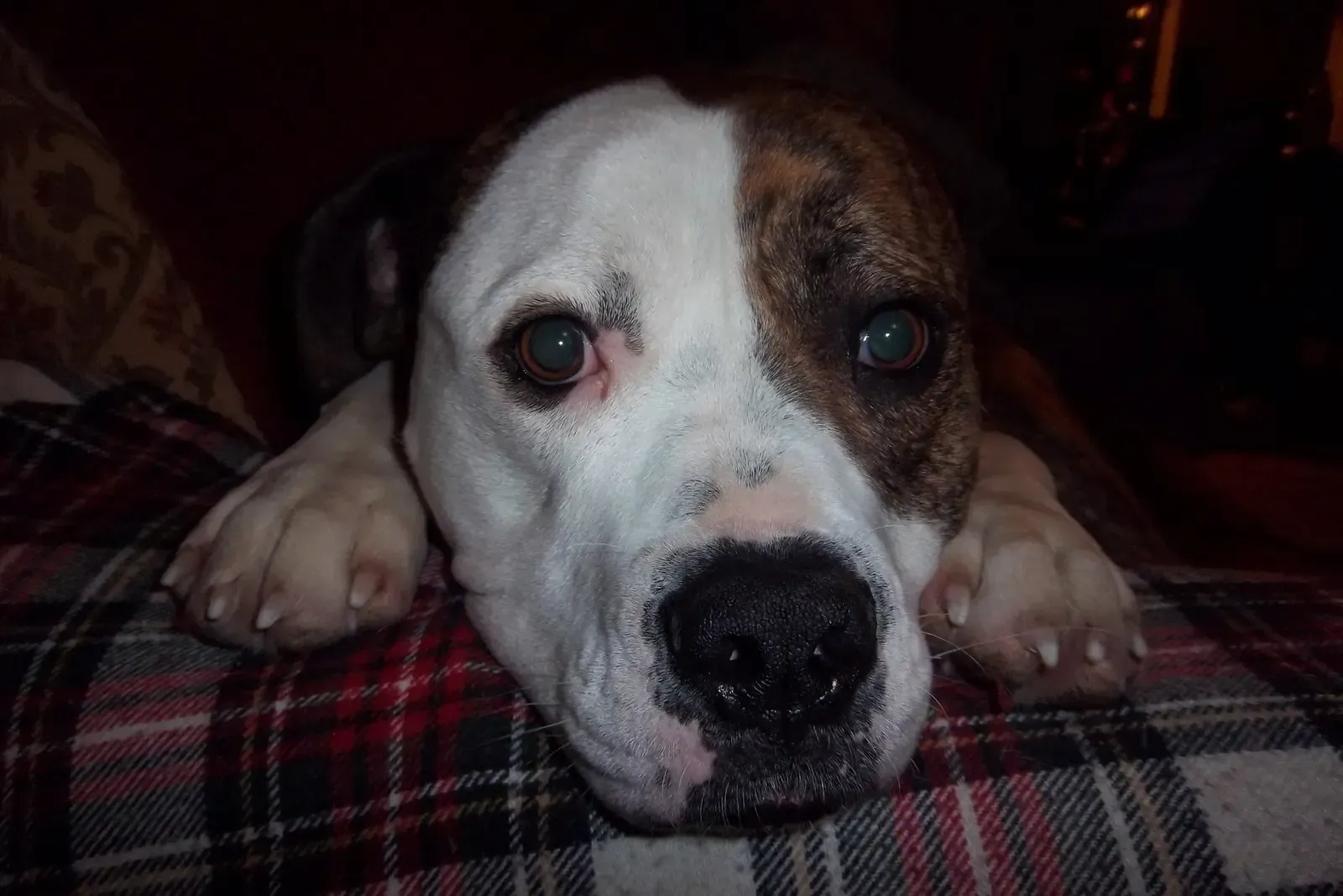 American Bulldog history, a white and brindle dog resting on a tartan blanket, photograph, 2011