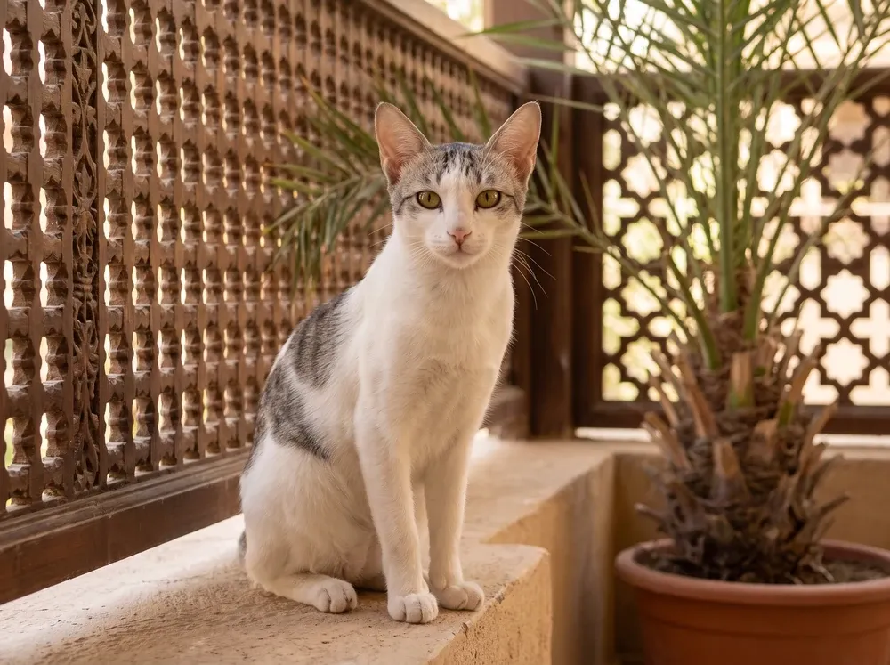 Arabian Mau in Dubai, a white and grey tabby adult sitting on a shaded villa terrace by a mashrabiya screen