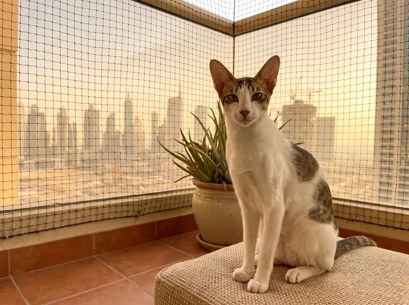 Arabian Mau in Dubai, a white and tabby cat on a netted balcony with the skyline beyond