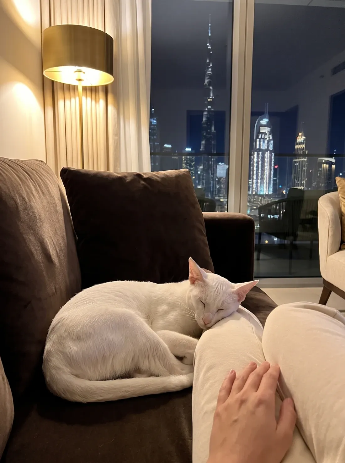 Arabian Mau in Dubai, a white cat asleep on a dark sofa at night, the lit skyline behind
