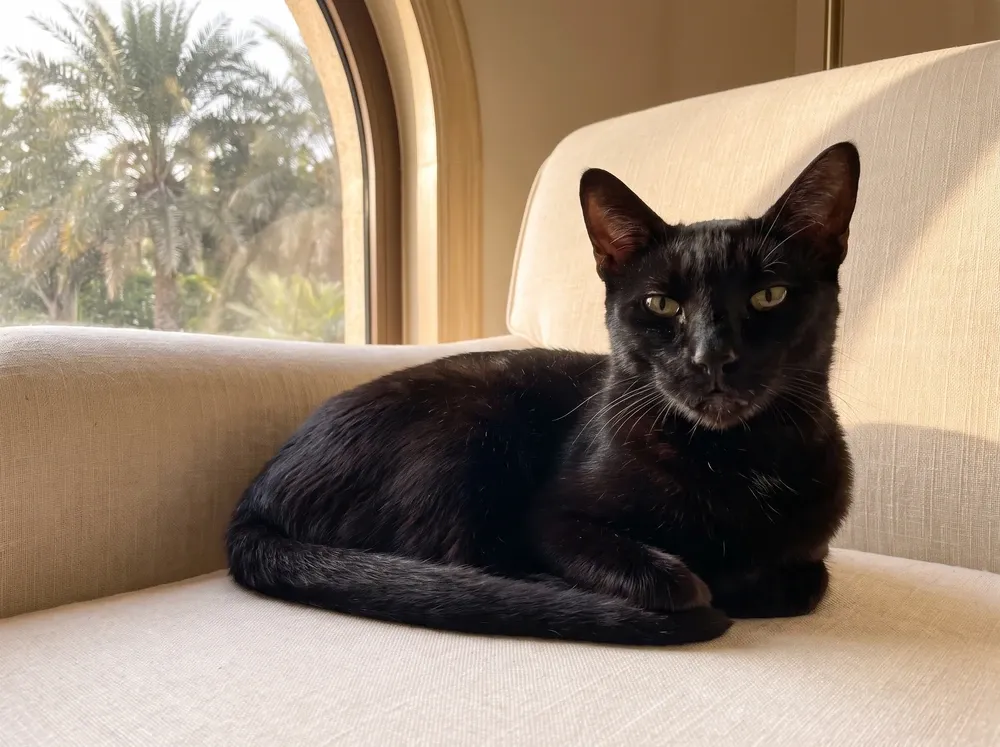 Arabian Mau in Dubai, an older black cat resting on a linen armchair, palms through the window