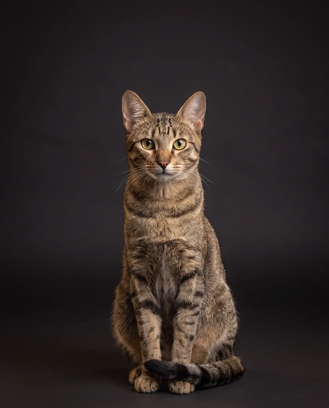 Arabian Mau in Dubai, studio portrait of a calm brown tabby adult with large ears, sitting