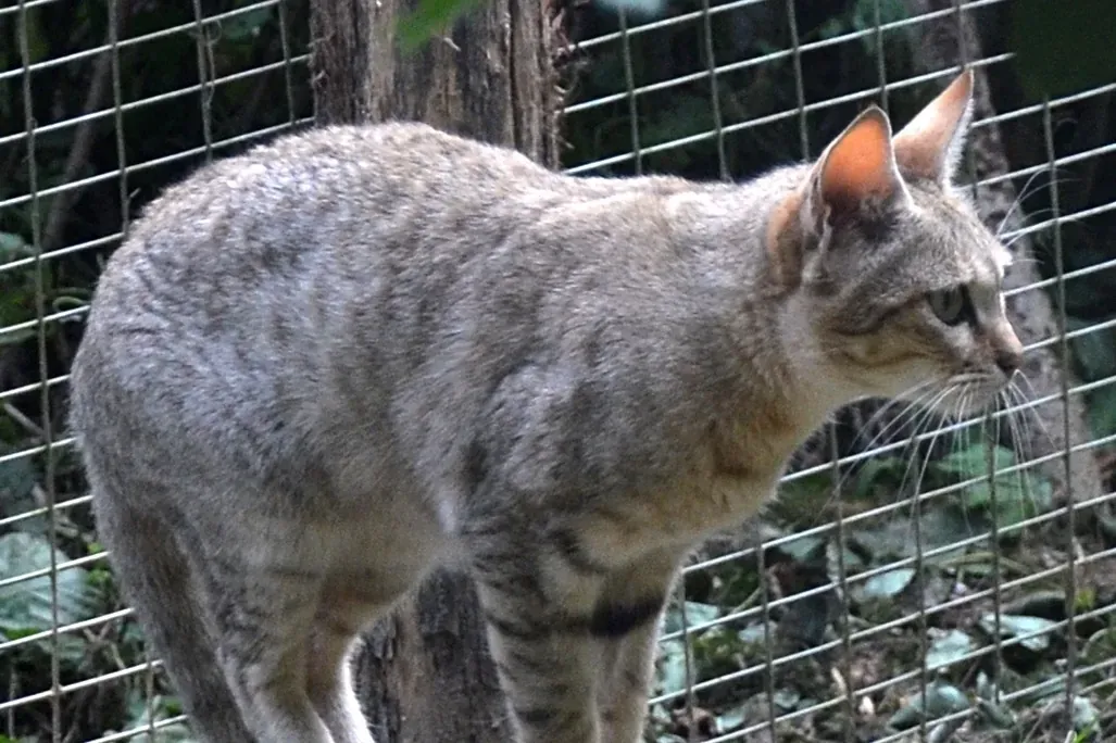 Arabian Mau history, a Gordon's wildcat, the wildcat of Arabia, standing by a wire fence, France, 2013