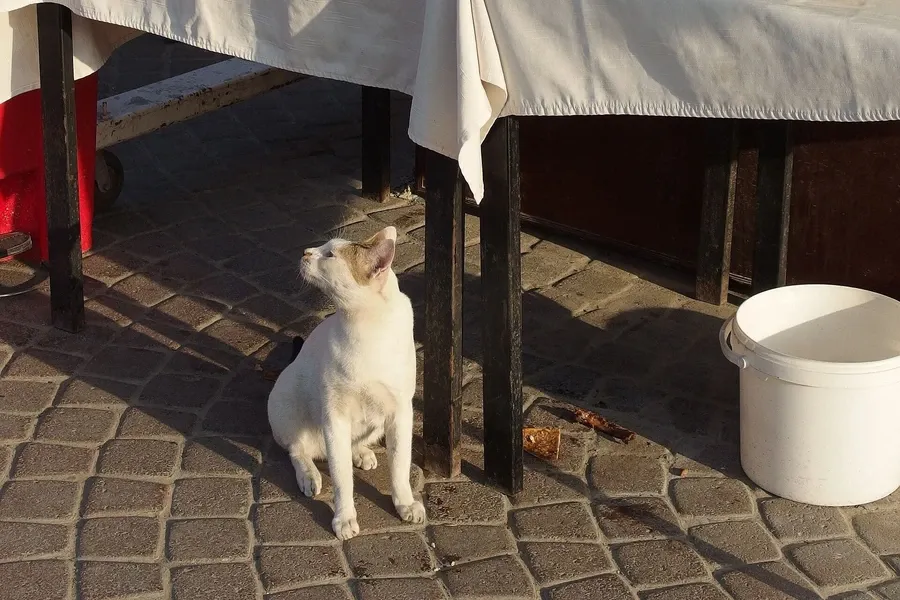 Arabian Mau history, a white street cat looking up beside a café table, Heritage Village, Bur Dubai, 2014