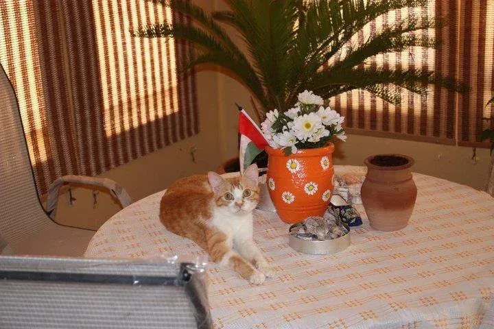 Arabian Mau history, a red and white cat lying on a patio table beside a small UAE flag, 2010