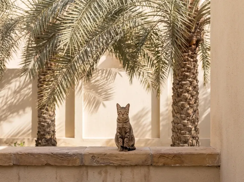 Arabian Mau history, the breed today, a brown tabby adult on a villa courtyard wall under date palms, Dubai, 2026