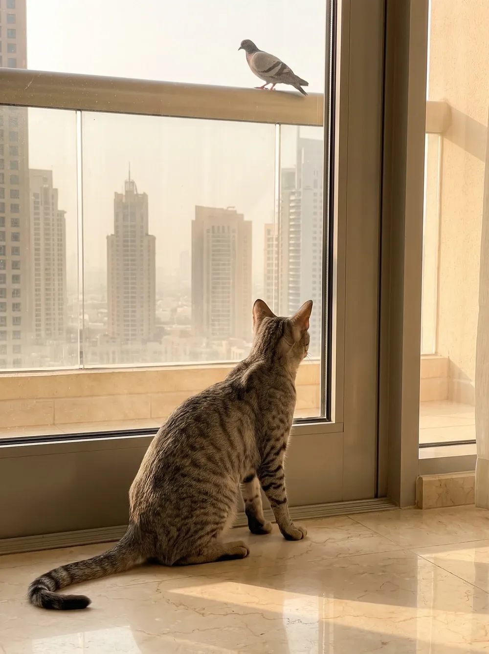 Arabian Mau in Dubai, a grey tabby watching a pigeon through a glass balcony door, towers beyond