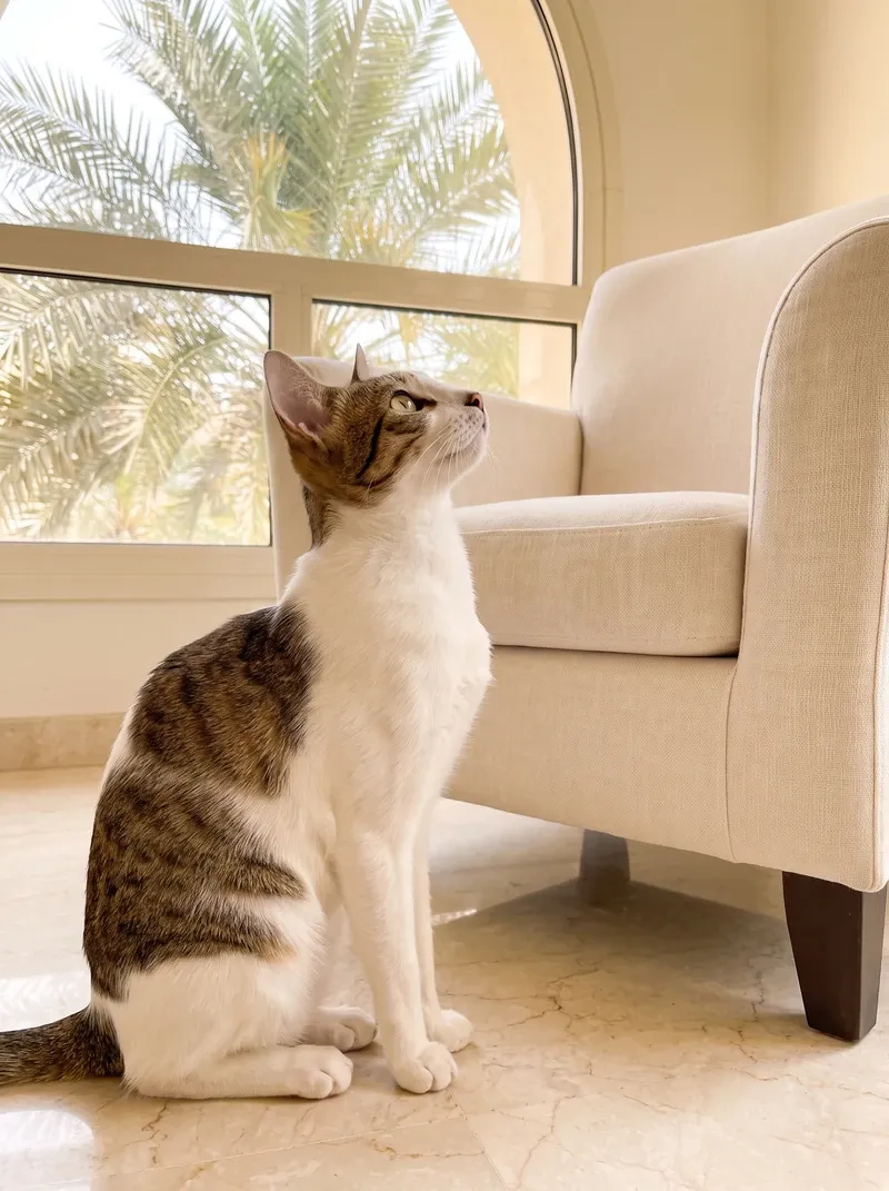 Arabian Mau in Dubai, a white and tabby adult looking up at an armchair, palms through the arched window