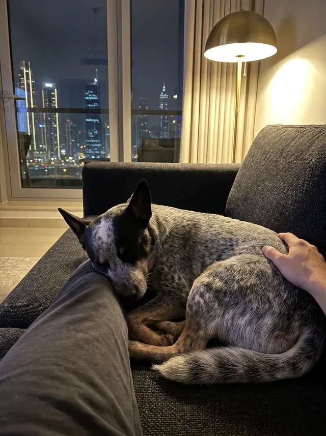 Australian Cattle Dog in Dubai, a blue heeler asleep against a pet parent's knee at night, city lights beyond
