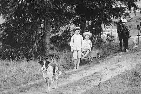 Australian Cattle Dog history, a cattle dog leading the way up a farm drive, Queensland, 1902