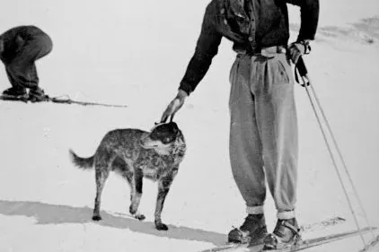 Australian Cattle Dog history, a speckled cattle dog patted by a skier, Snowy Mountains, New South Wales, about 1930
