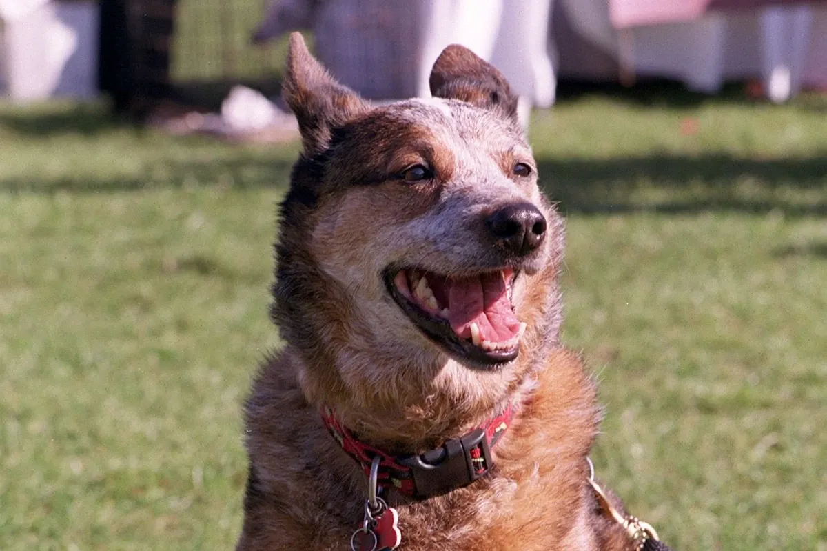 Australian Cattle Dog history, a red heeler sitting on the grass at Pet Pride Day, San Francisco, 2002