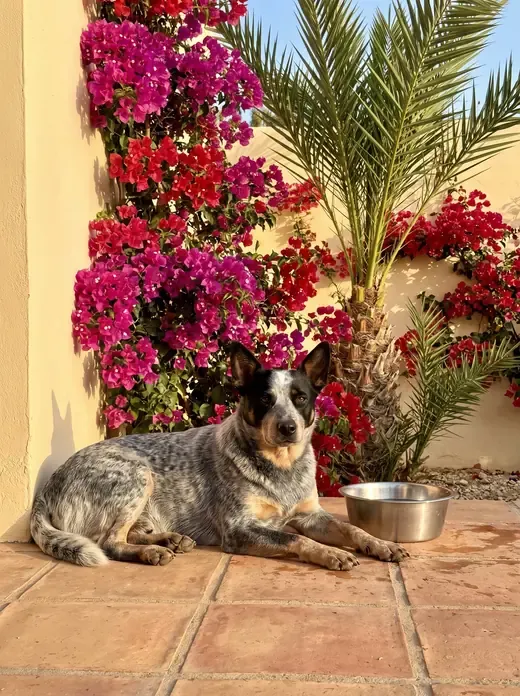 Australian Cattle Dog in Dubai, a blue heeler resting by a water bowl on a villa terrace under a date palm