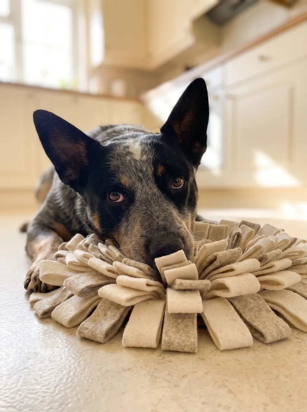 Australian Cattle Dog, a blue heeler lying with their nose in a felt snuffle mat on a kitchen floor