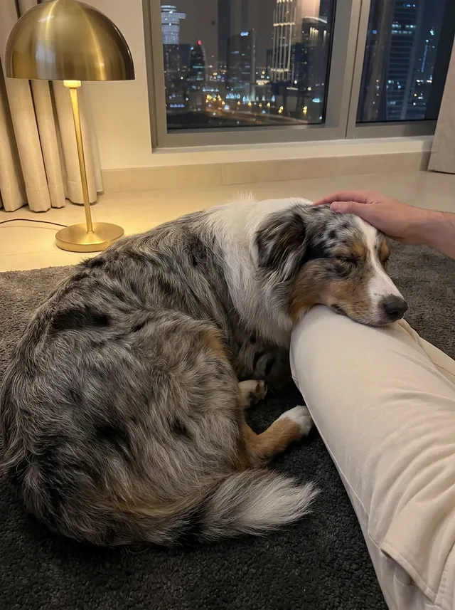 Australian Shepherd in Dubai, a blue merle adult asleep on a dark rug, chin on a person's knee, the lit skyline behind