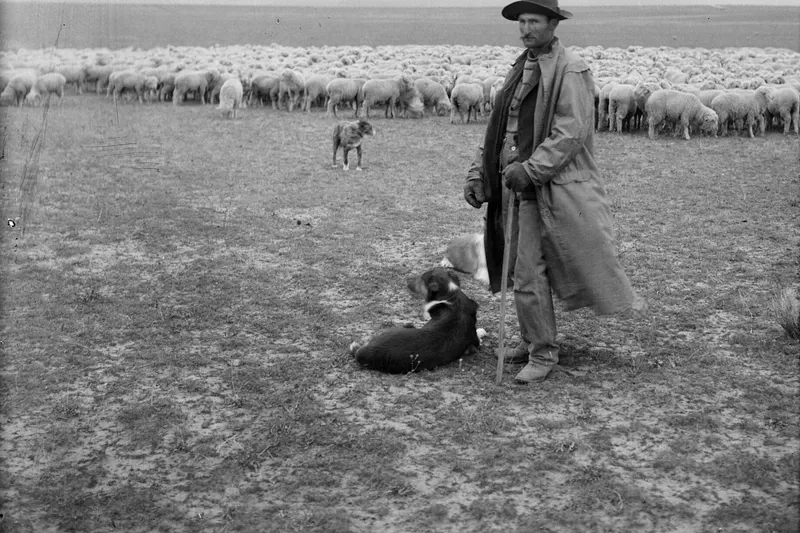 Australian Shepherd history, a sheep herder with dogs and a flock on the open range, Oregon, about 1900 to 1910