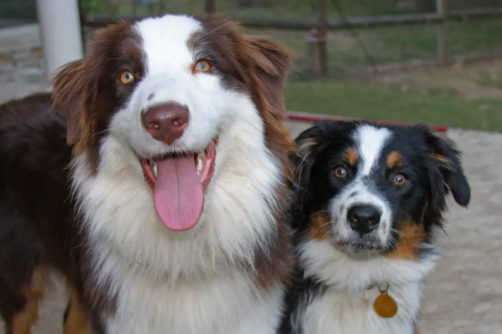 Australian Shepherd history, a red and white and a black tricolour Aussie side by side, 2008
