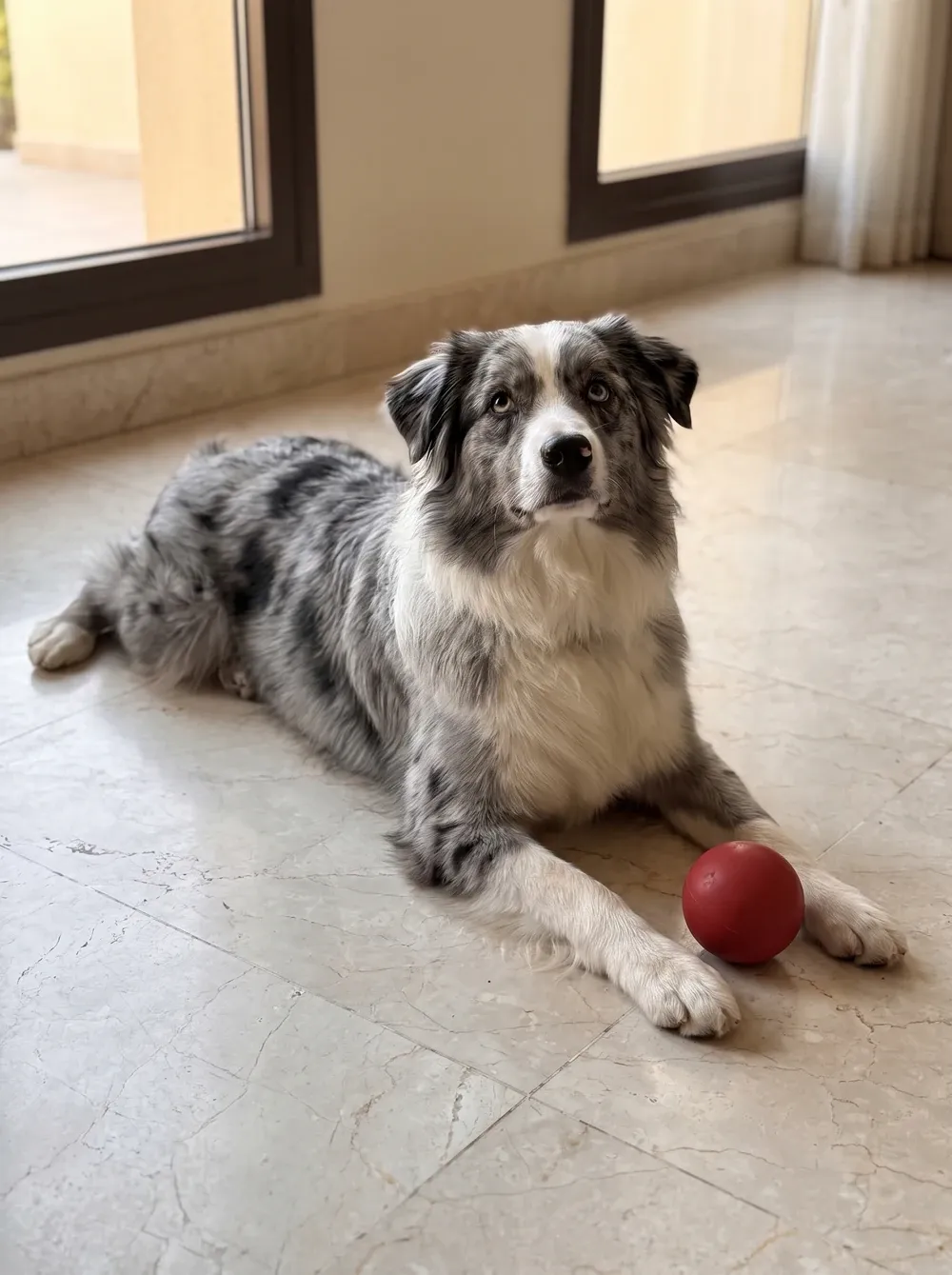 Australian Shepherd, a blue merle and white adult stretched out on cool marble beside a red ball