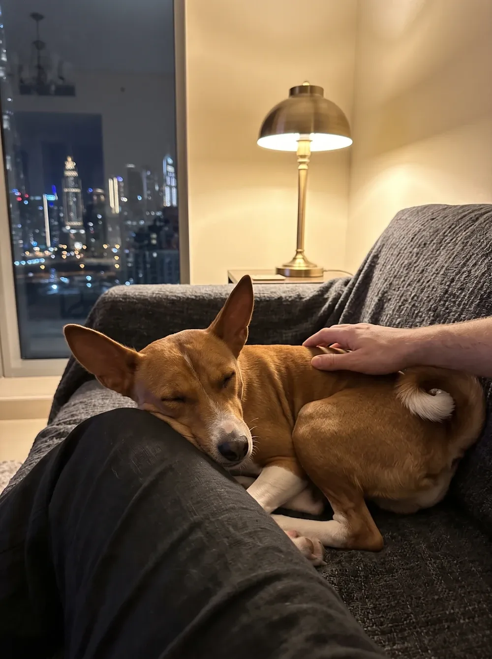 Basenji in Dubai, a red and white adult asleep on a charcoal throw against a knee, a brass lamp and the lit skyline behind
