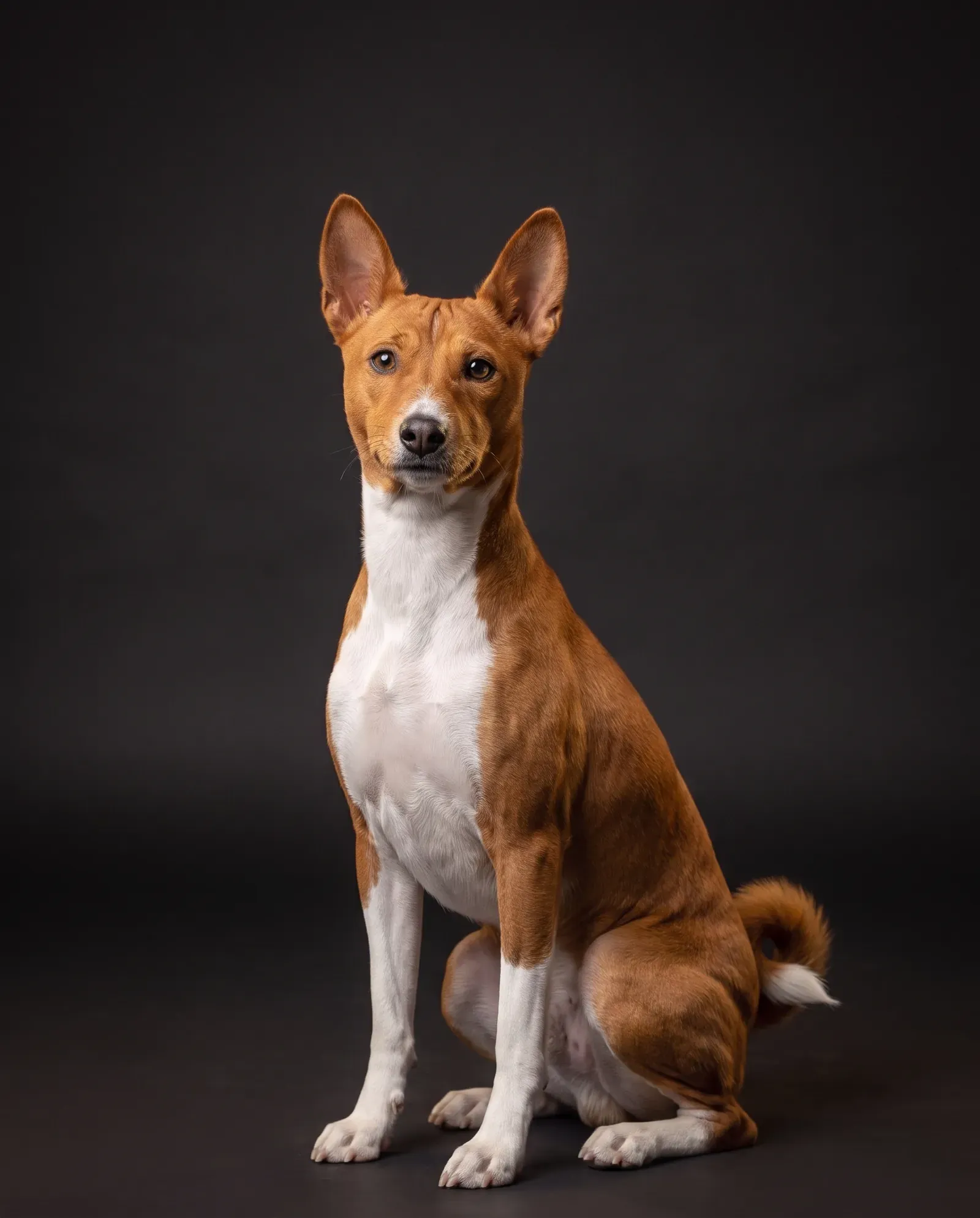 Basenji in Dubai, studio portrait of a calm red and white adult sitting