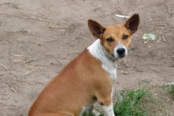 Basenji history, a red and white dog sitting on bare earth, Basankusu, Democratic Republic of the Congo