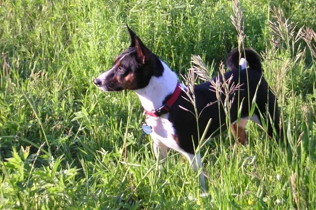 Basenji history, a tricolour brindle dog out hunting in long grass, a photograph, 2003