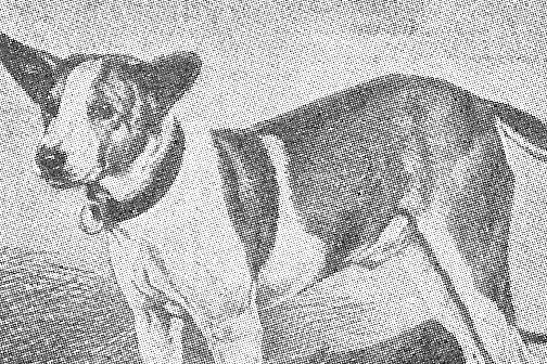 Basenji history, a Congo Terrier standing side-on, a picture from a Swedish dog book, Stockholm, 1932